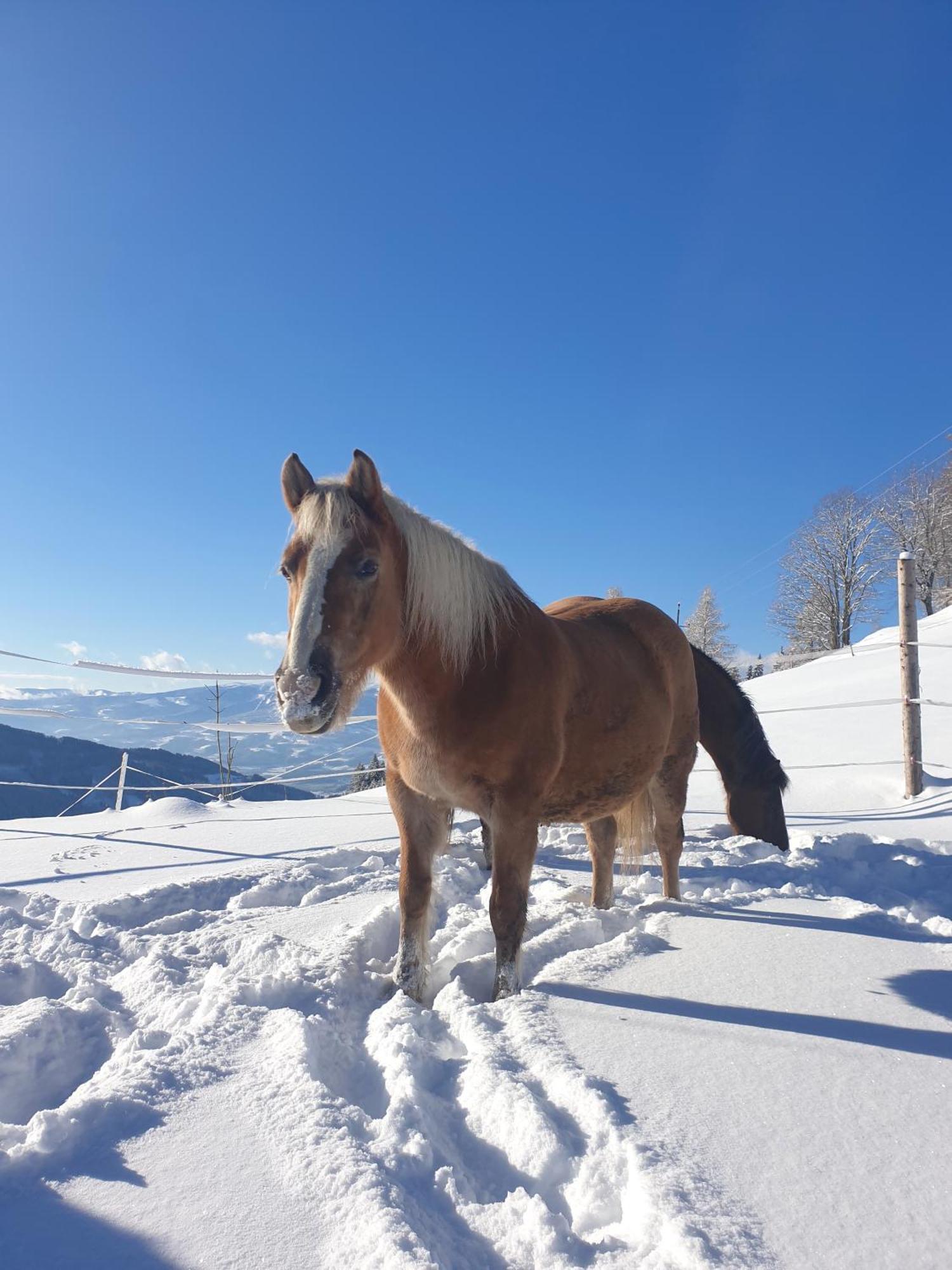 Bauernhof Pension Juri Obergosel Экстерьер фото